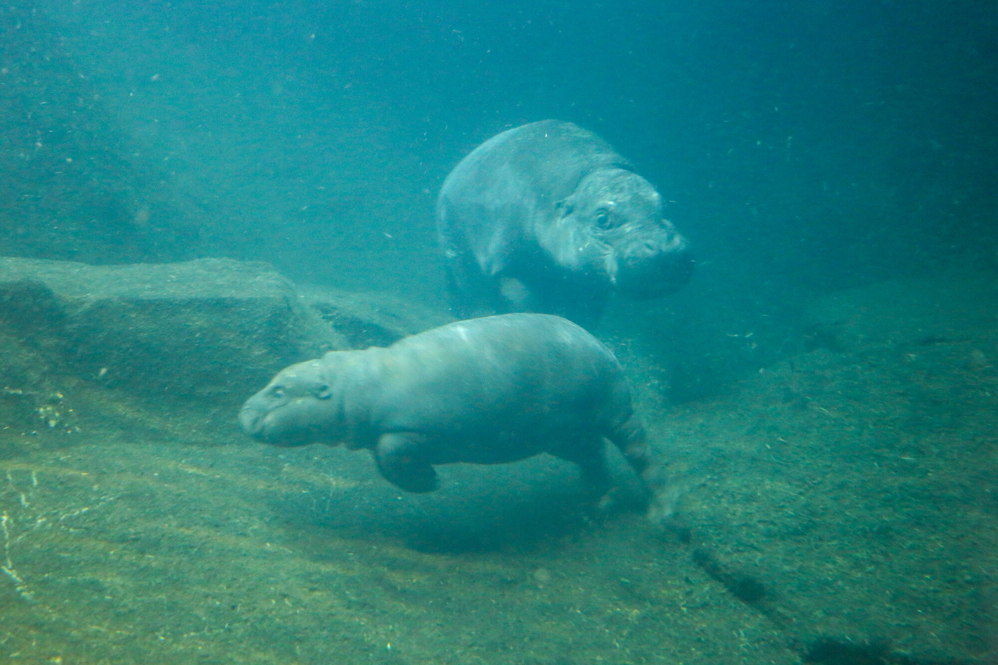 Berlin Zoo hippo underwater viewing area